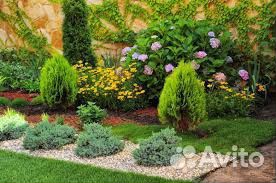 Хвойные растения (осенняя посадка)