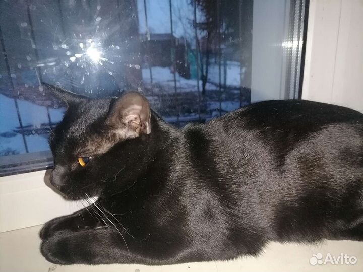 Кошка