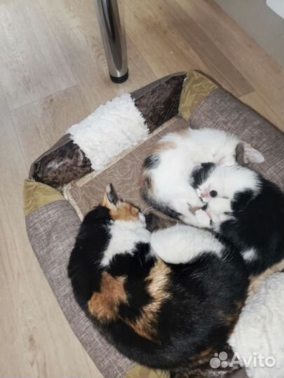 Кошки в добрые руки