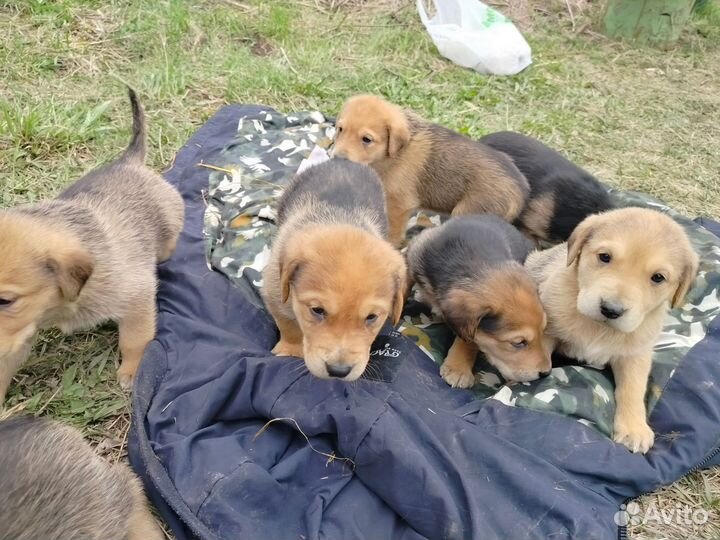 Щенки русской гончей