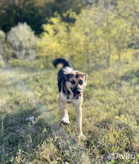 Собака в добрые руки