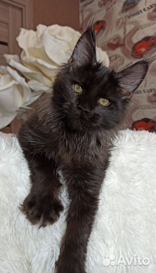Черный котенок мейн кун