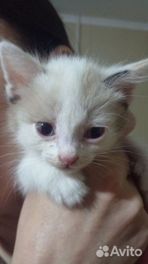 Котята в добрые руки 1,5 месяца