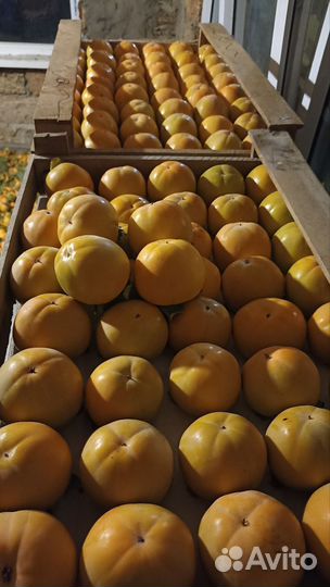 Хурма оптом