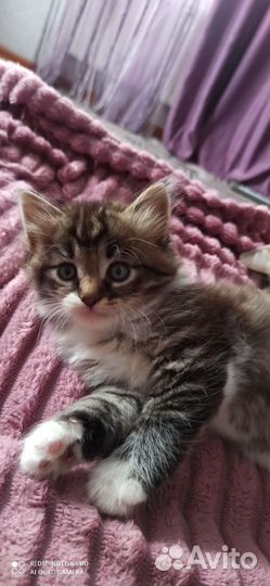 Отдам кота в добрые руки