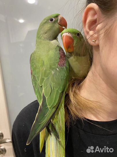 Ожереловый и александрийский попугай (ручные)