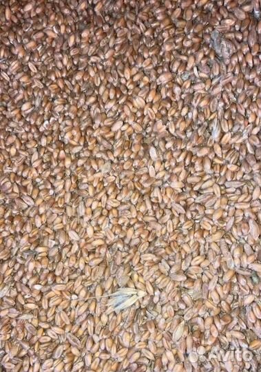 Кормовая кукуруза, Пшеница озимая на корм/посев