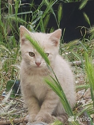Котик в добрые руки 3 мес