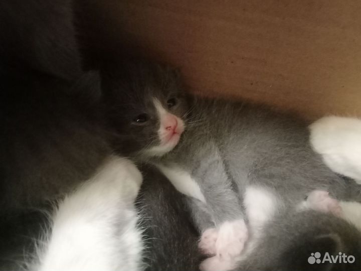 Котята в добрые руки