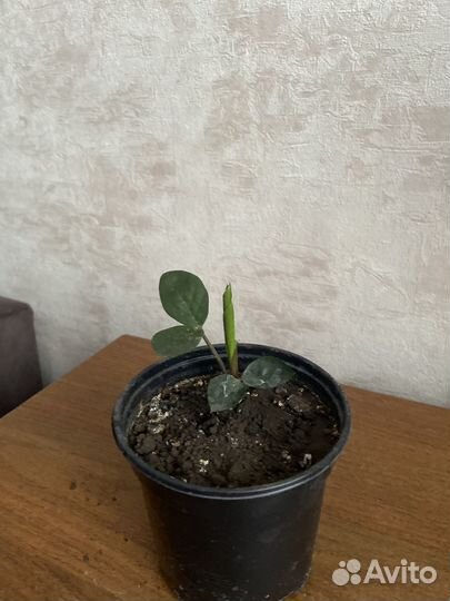 Замиокулькас