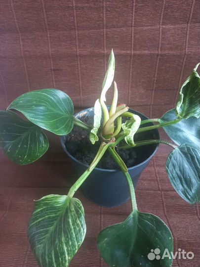 Домашние декоративнолистные растения