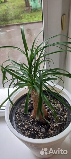 Бокарнея нолина и Замиокулькас