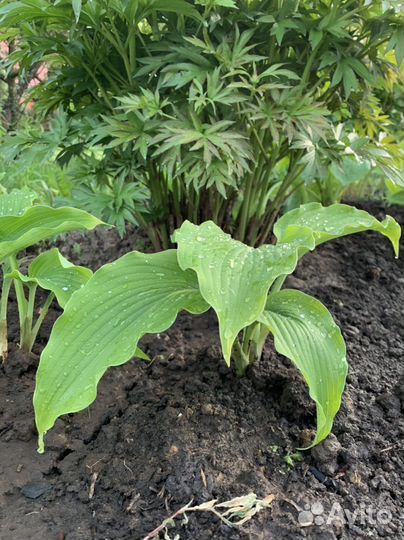 Хосты сортовые