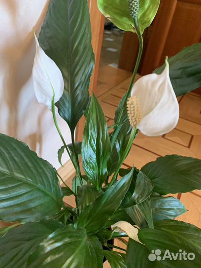 Спатифиллум
