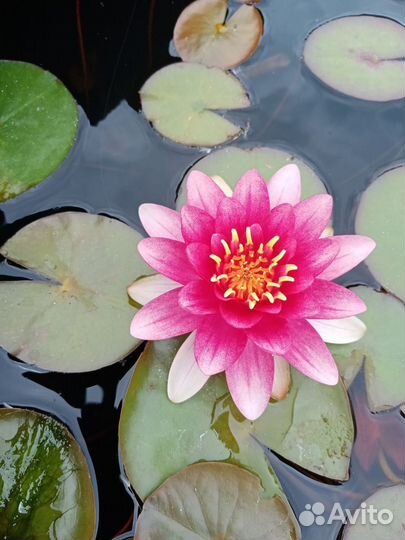 Саженцы: Смородина, крыжовник, абрикос, виктория