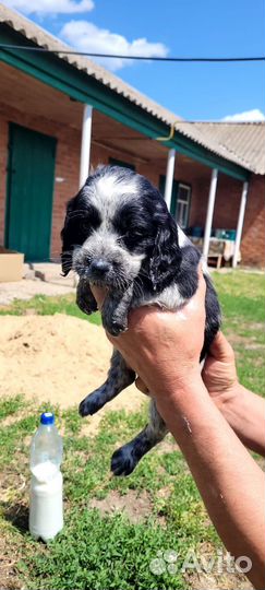 Русский охотничий спаниель