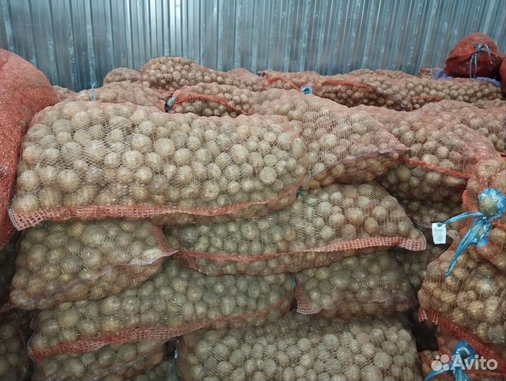 Семенной картофель ривьера рс3