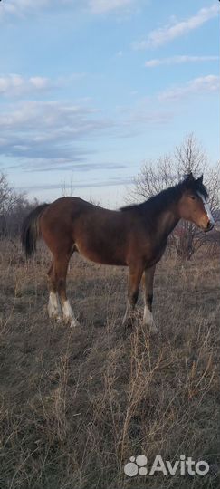 Продам лошадь
