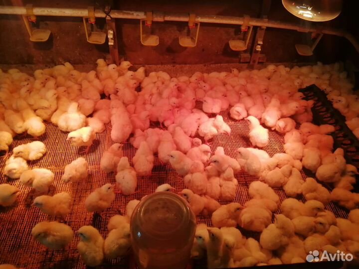 Цыплята бройлер