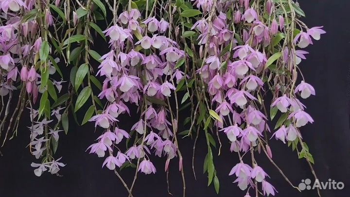 Dendrobium Bohemian Rhapsody