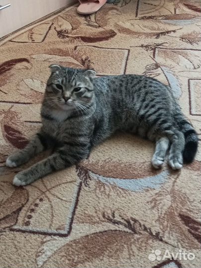 Кошка