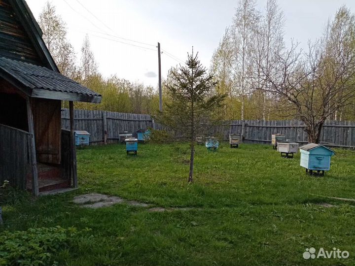 Продам пасеку