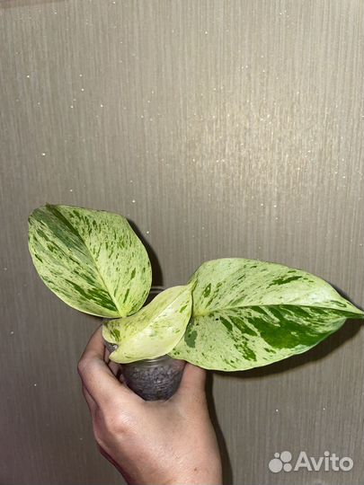 Эпипремнум Марбл квин