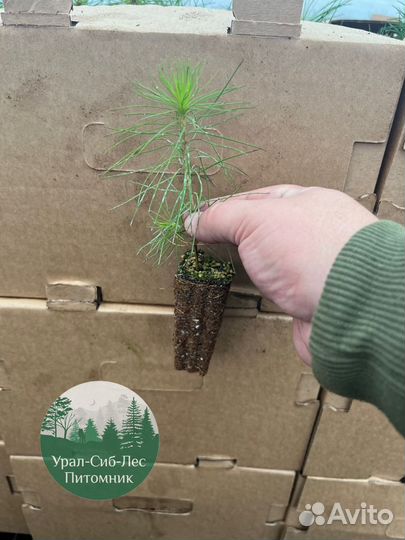 Сосна зкс окс сеянцы Ель Лиственница Голуб Горная