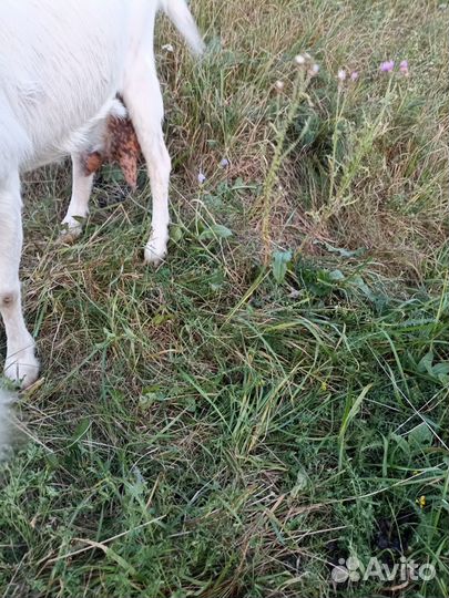 Коза дойная молочная