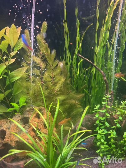 Аквариумные растения