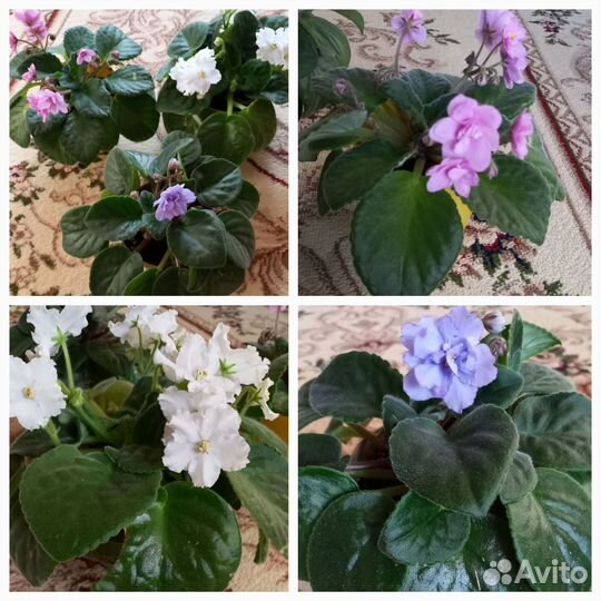 Фиалки цветущие в горшке