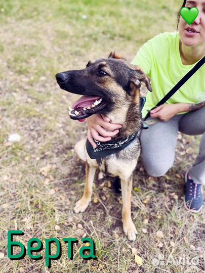 Собака из приюта. Игривая, активная собачка Берта