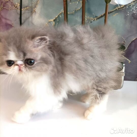 Очень красивая перс девочка котенок 2 м. питомника