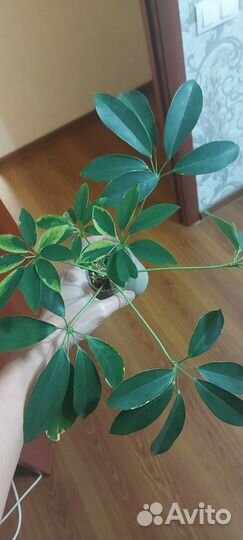 Шефлера вариегатная