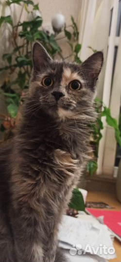 Кисонька-мурысонька