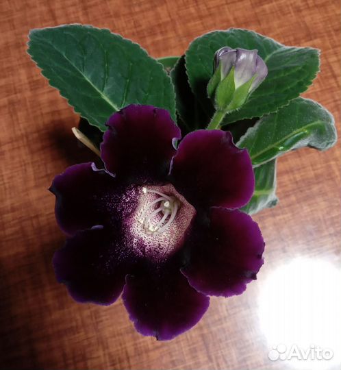 Цветущие глоксинии с детками фиалки