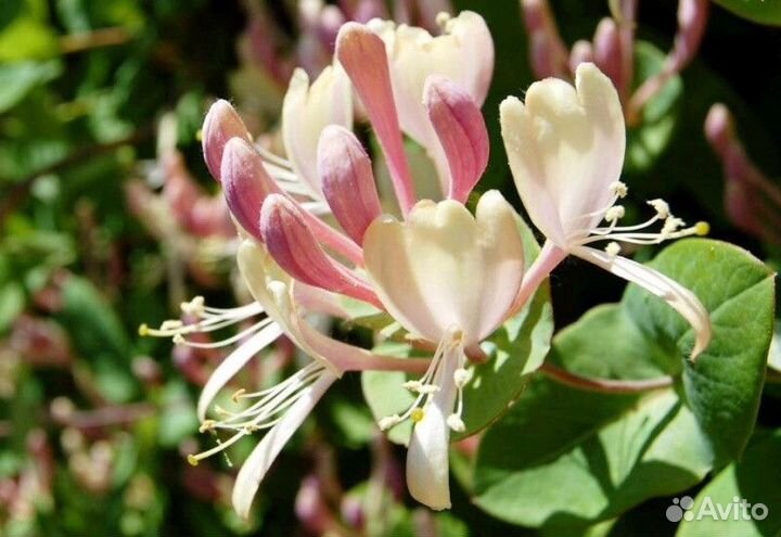 Жимолость каприфоль Высота от 25см