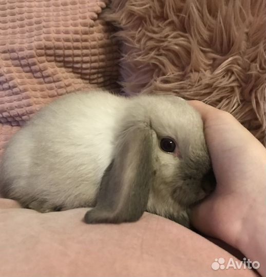 Передержка грызунов и попугаев