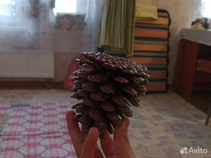 Большая шишка для поделок