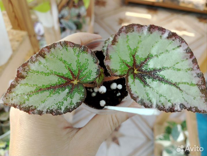 Декоративно лиственные бегонии