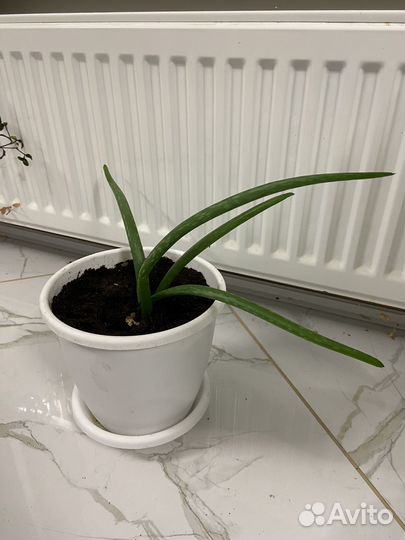 Традесканция