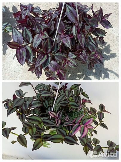 Кашпо традескация, плектрантус,аптения,оттона