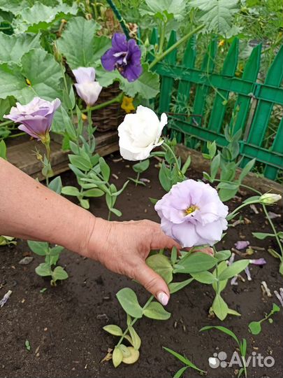 Эустома рассада