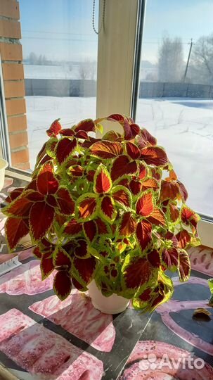 Черенки колеуса (набор из 2х шт.)