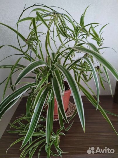 Хлорофитум кудрявый, маленький -100