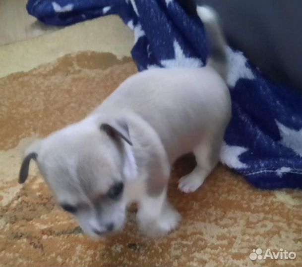 Щенок Чихуахуа девочка