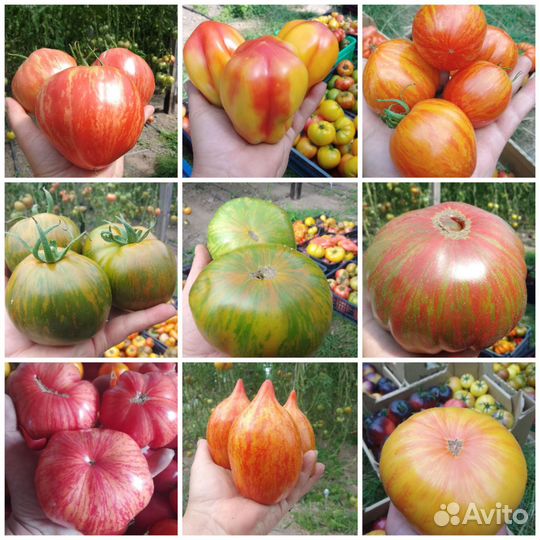 Семена томатов из серии гномов