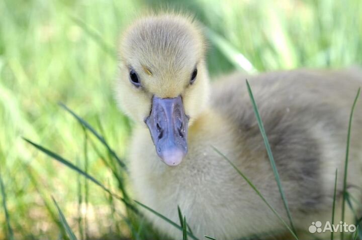 Мулард, утка, гуси, цыплята в ассортименте