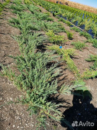 Можжевельник грей оул