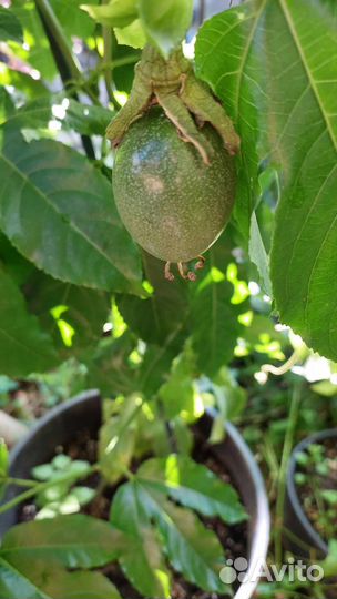 Маракуйя бразильская, роланд